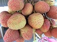 高雄市大樹大果菜運銷合作社